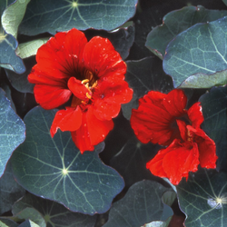 A placeholder image for for Blumensamen 'Historische Kapuzinerkresse' 