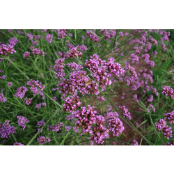The image of BIO Saatgut Hohes Eisenkraut (Verbena bonariensis)